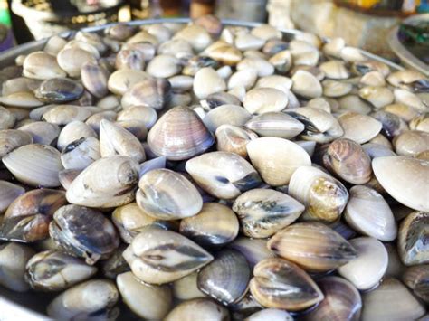  Dorsal Mussel: Can This Bivalve Shellfish Survive the Ever-Changing Tides of Our Oceans?