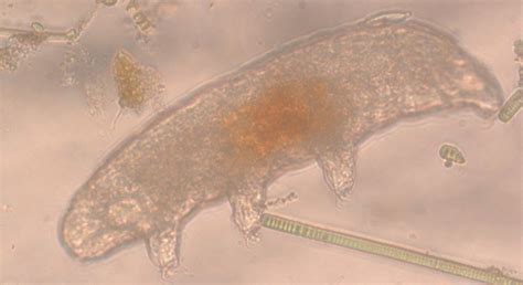  Eyephlid Trematode: A Tiny Parasite Living Large! Eyephlid trematodes are fascinating microscopic creatures that reside within the eyes of fish, showcasing a remarkable example of parasitism and adaptation.