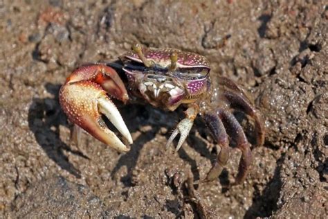  Fiddler Crab - Những con Cua Hành Khách Dị Biệt Này Có Cách Chọn Bạn Gấu Vô Cùng Lạ Lẫm!