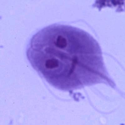  Giardia: Một Siêu Sao Ẩn Danh Trong Thế Giới Protista!