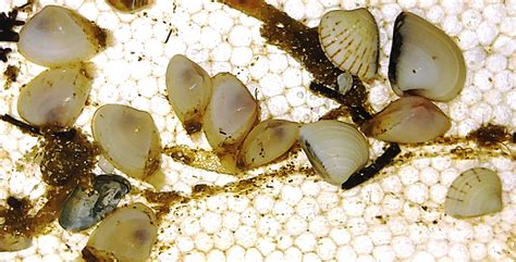  Sphaerium - Can You Imagine These Tiny Clams Filtering the Entire Lake?